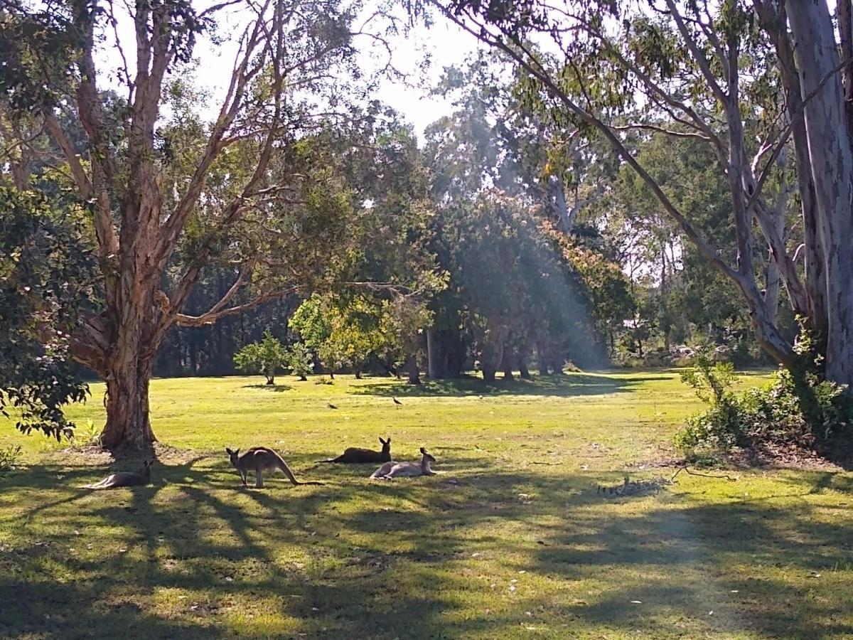 Lake Weyba Noosa Lodge & Kangaroos ペレジアンビーチ エクステリア 写真