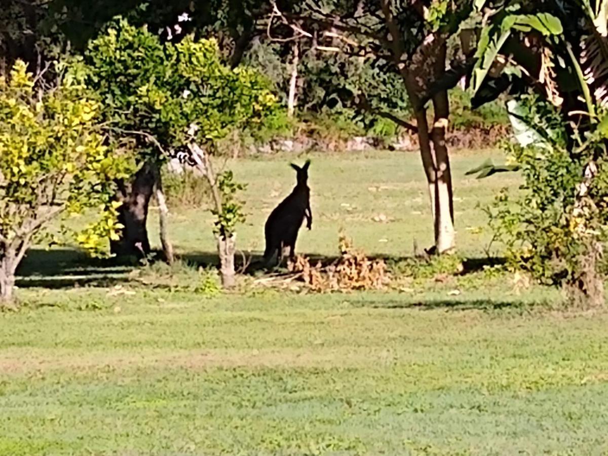 Lake Weyba Noosa Lodge & Kangaroos ペレジアンビーチ エクステリア 写真