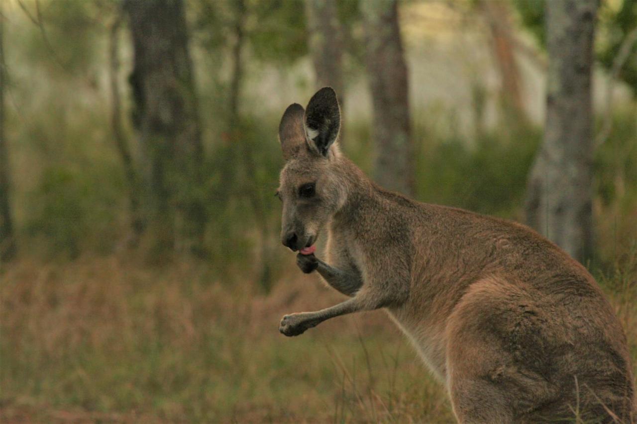 Lake Weyba Noosa Lodge & Kangaroos ペレジアンビーチ エクステリア 写真