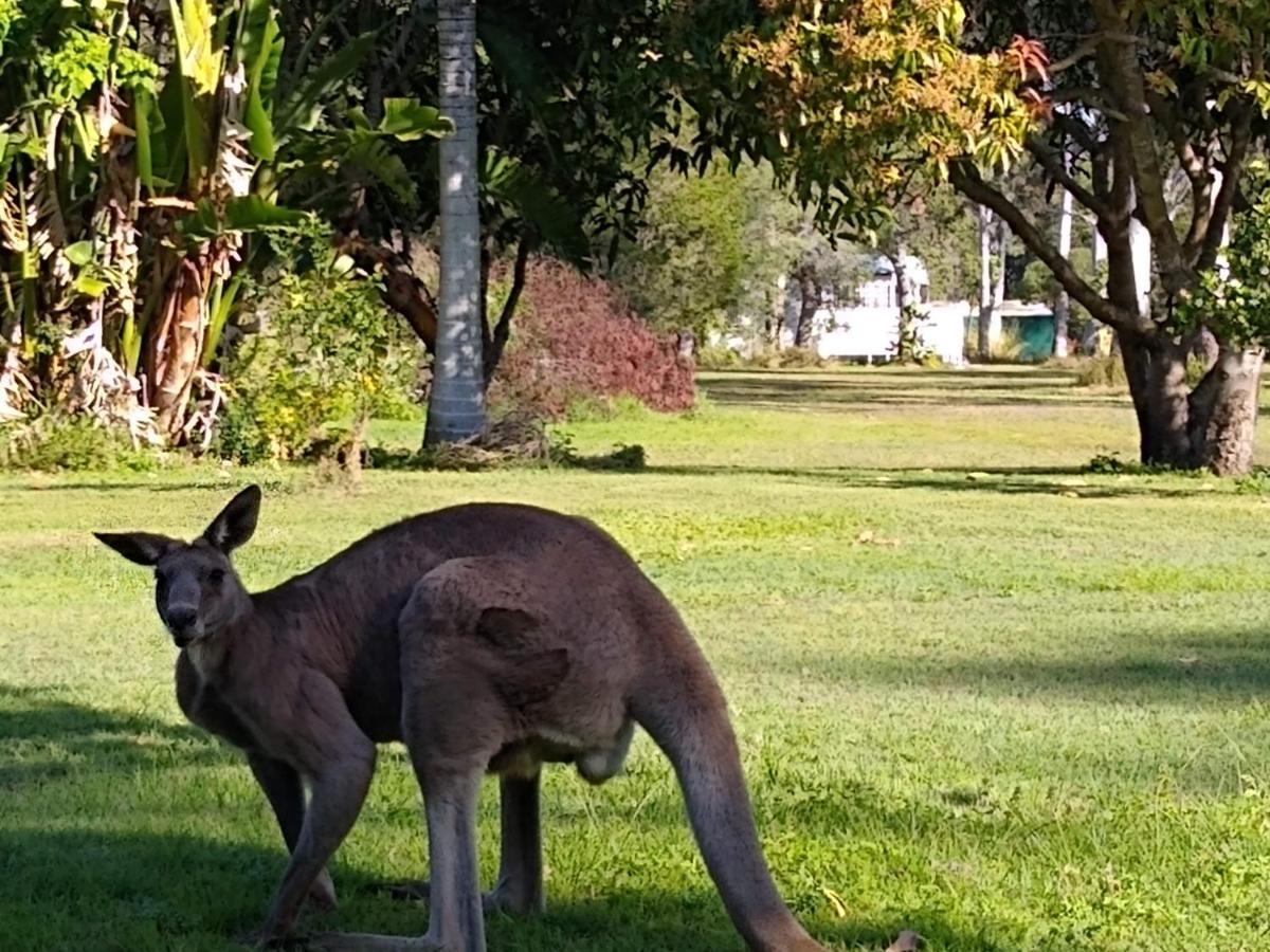 Lake Weyba Noosa Lodge & Kangaroos ペレジアンビーチ エクステリア 写真