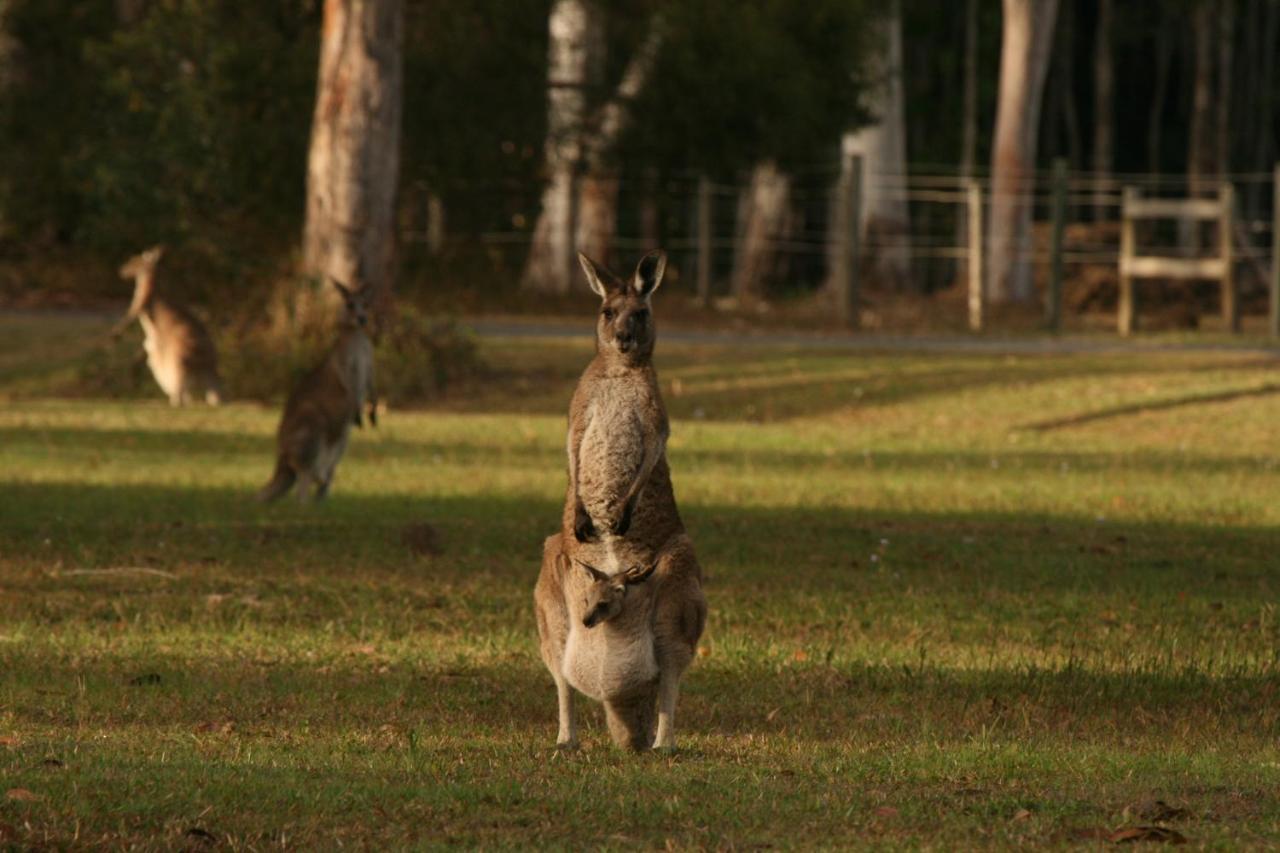 Lake Weyba Noosa Lodge & Kangaroos ペレジアンビーチ エクステリア 写真