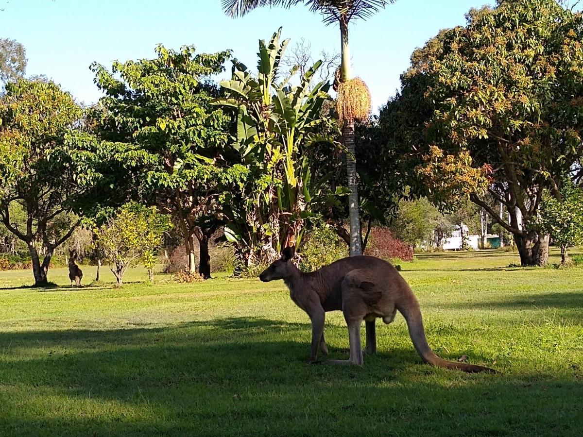 Lake Weyba Noosa Lodge & Kangaroos ペレジアンビーチ エクステリア 写真