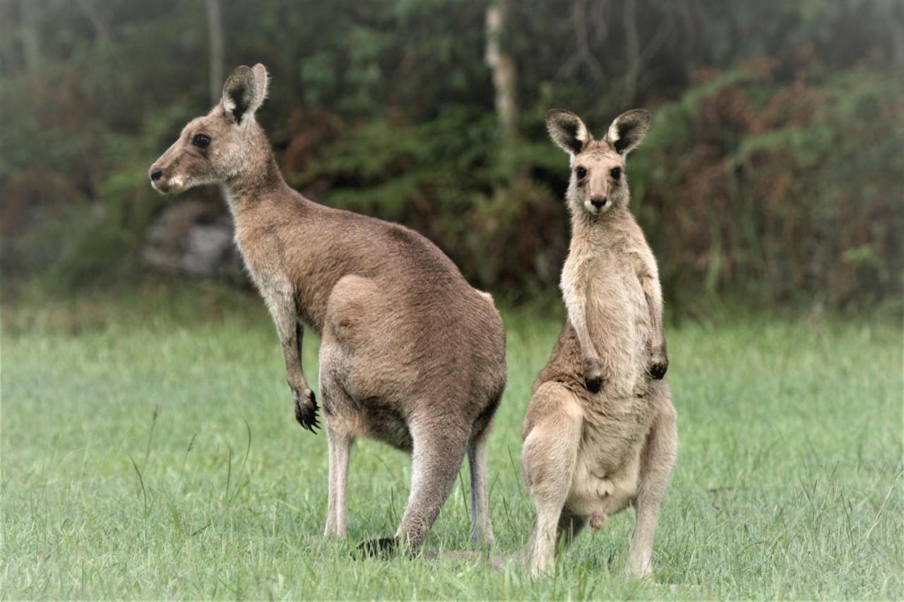 Lake Weyba Noosa Lodge & Kangaroos ペレジアンビーチ エクステリア 写真