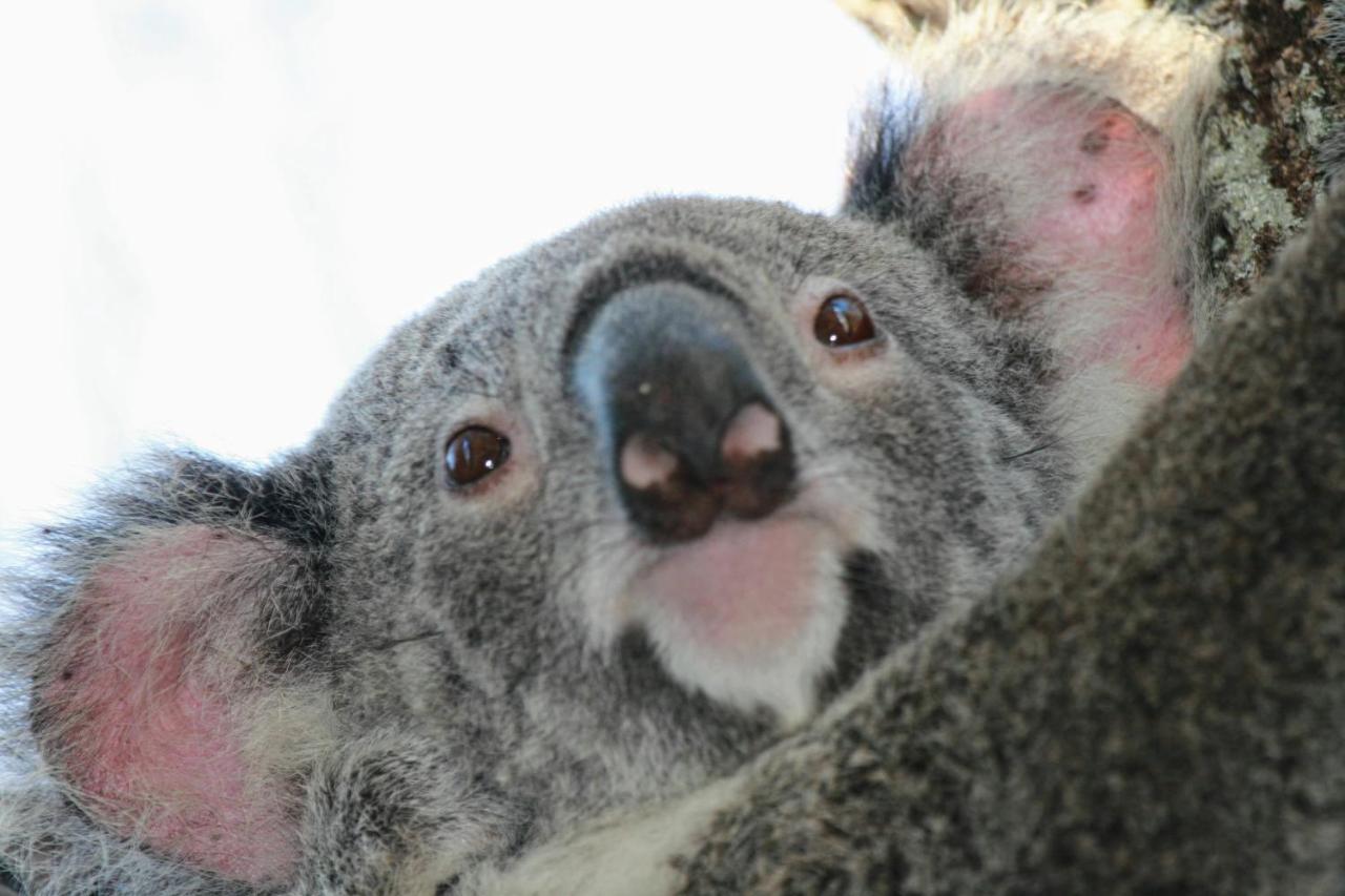 Lake Weyba Noosa Lodge & Kangaroos ペレジアンビーチ エクステリア 写真