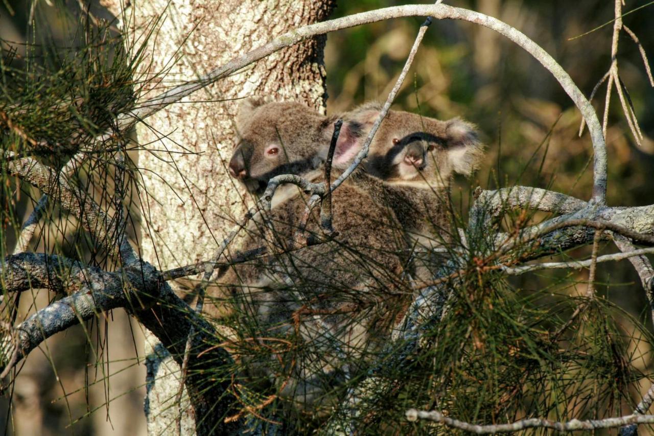 Lake Weyba Noosa Lodge & Kangaroos ペレジアンビーチ エクステリア 写真