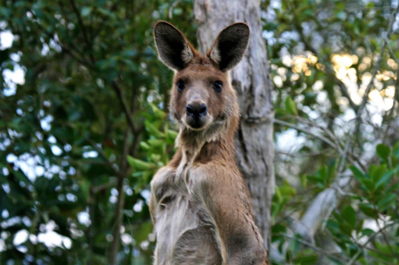 Lake Weyba Noosa Lodge & Kangaroos ペレジアンビーチ エクステリア 写真