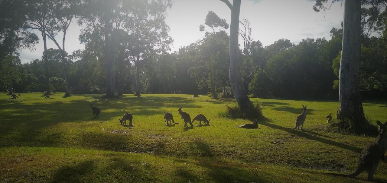 Lake Weyba Noosa Lodge & Kangaroos ペレジアンビーチ エクステリア 写真