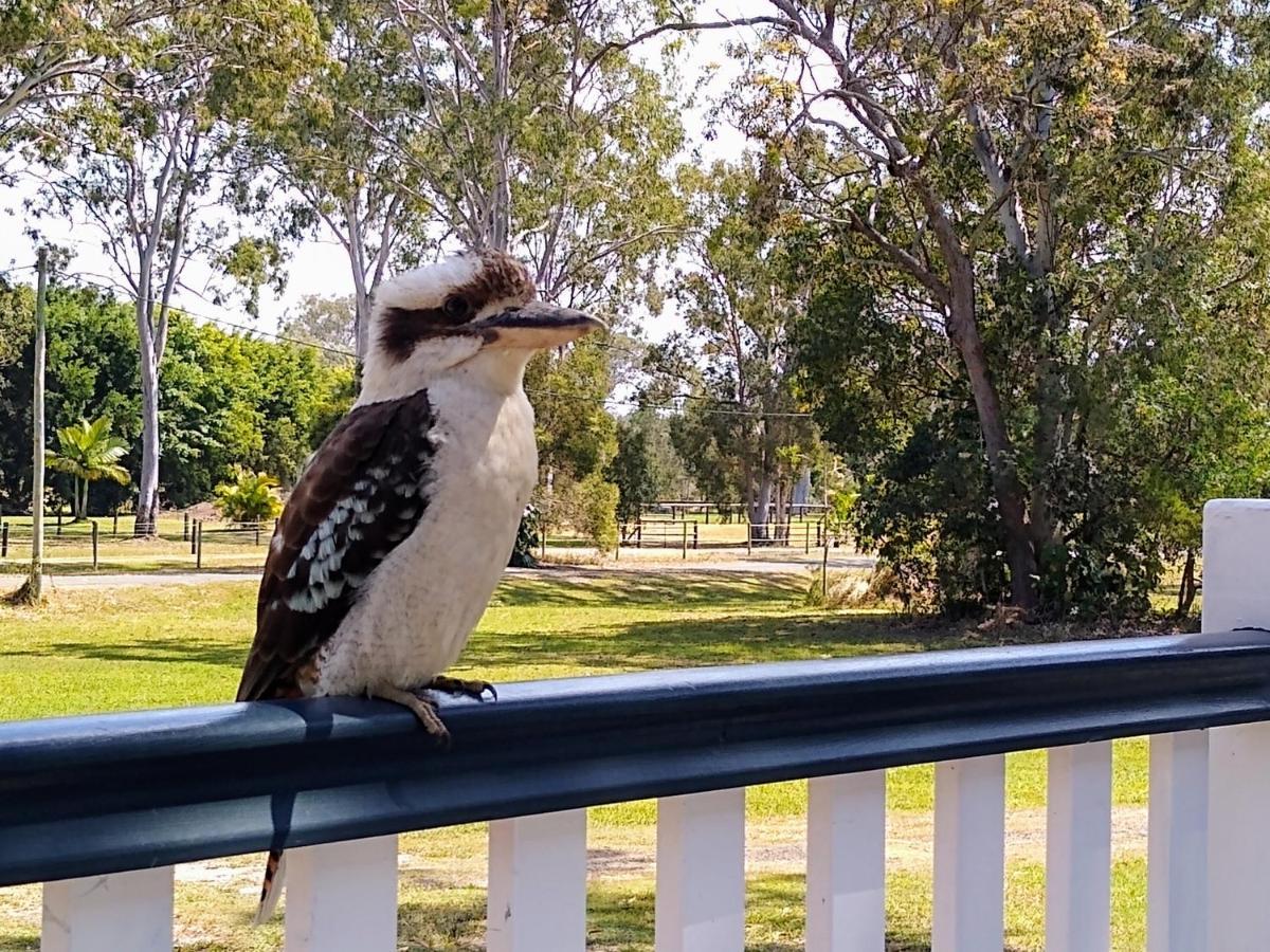 Lake Weyba Noosa Lodge & Kangaroos ペレジアンビーチ エクステリア 写真