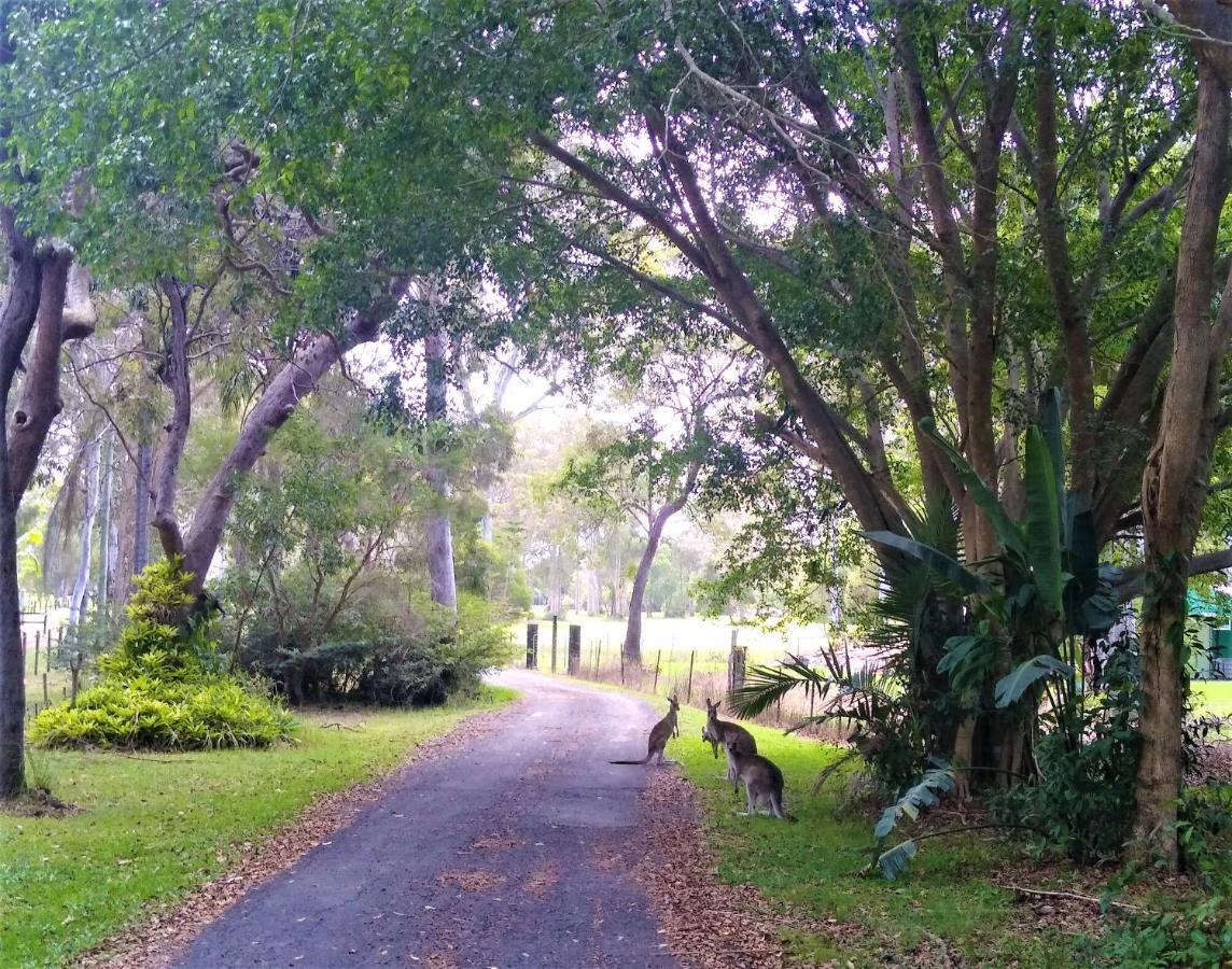 Lake Weyba Noosa Lodge & Kangaroos ペレジアンビーチ エクステリア 写真